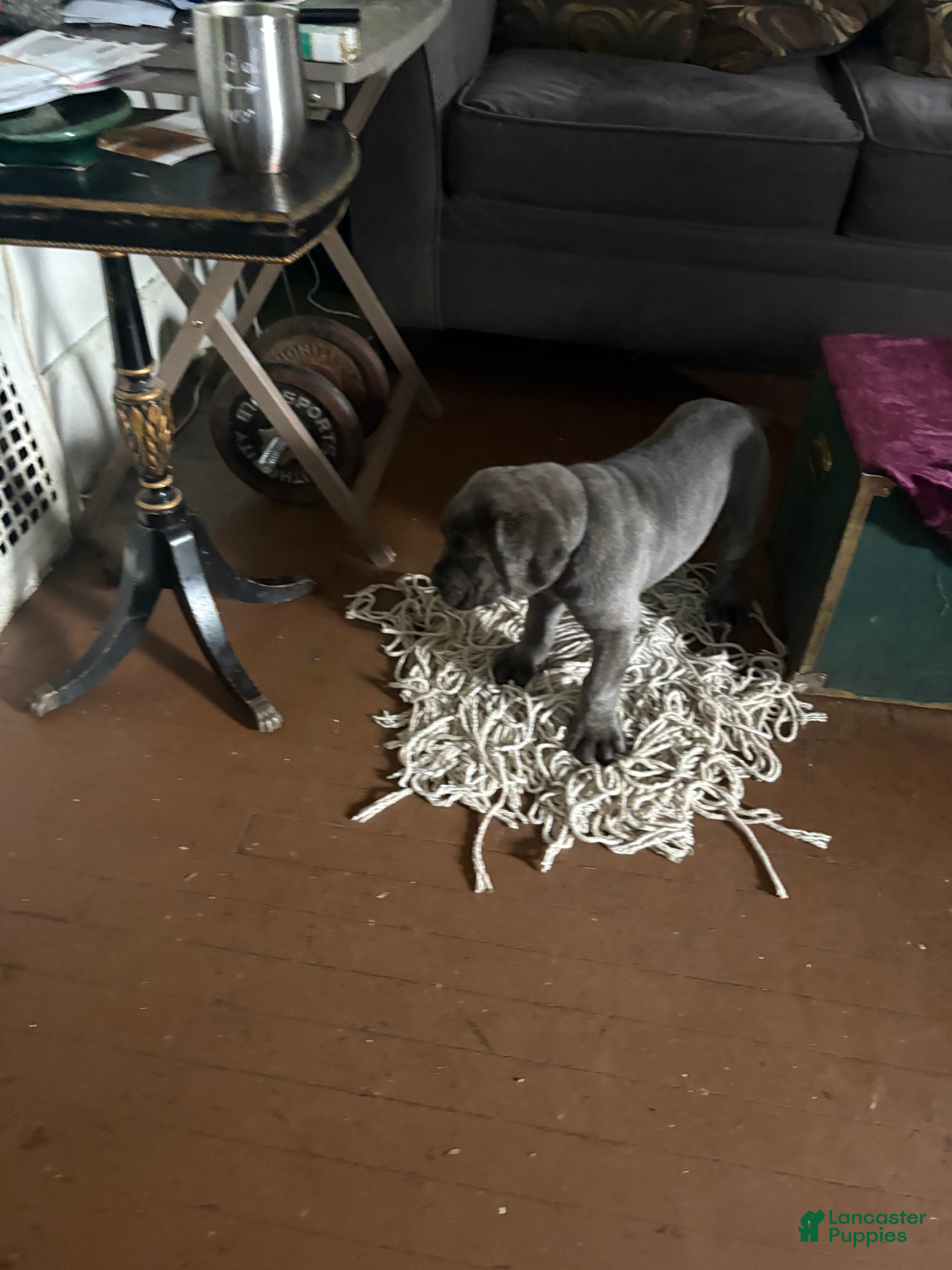 Cane Corso dogs Cane Corso 1 - Ad 1
