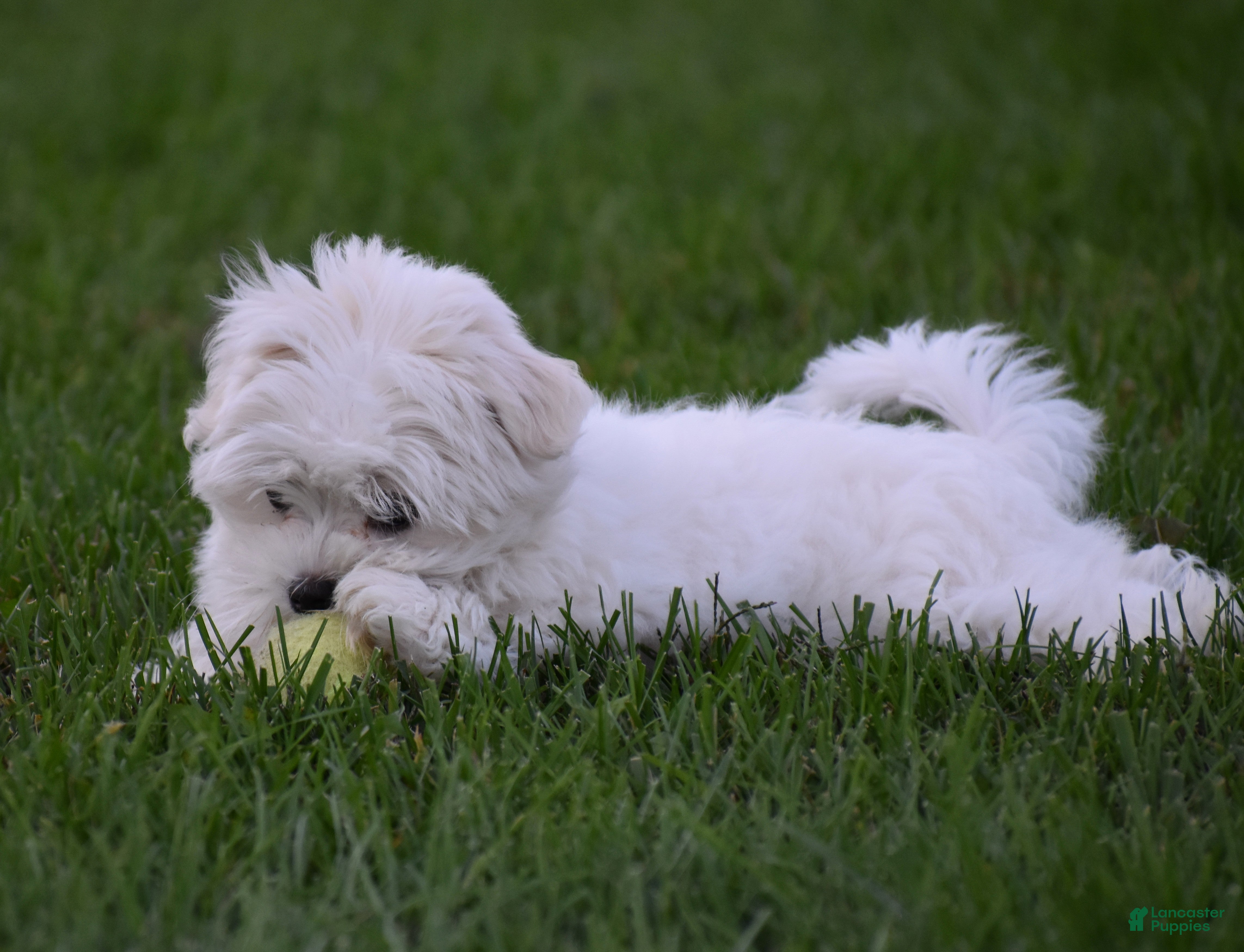 Maltese dogs Maggie - Ad 1