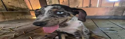 Catahoula Leopard Dog dogs for sale: Tigger 2026 Male 3 - Ad 12