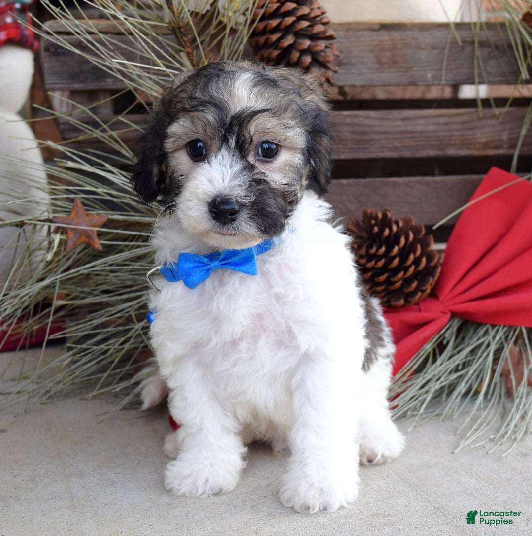 Bichpoo dogs for sale: Biscuit - Ad 5