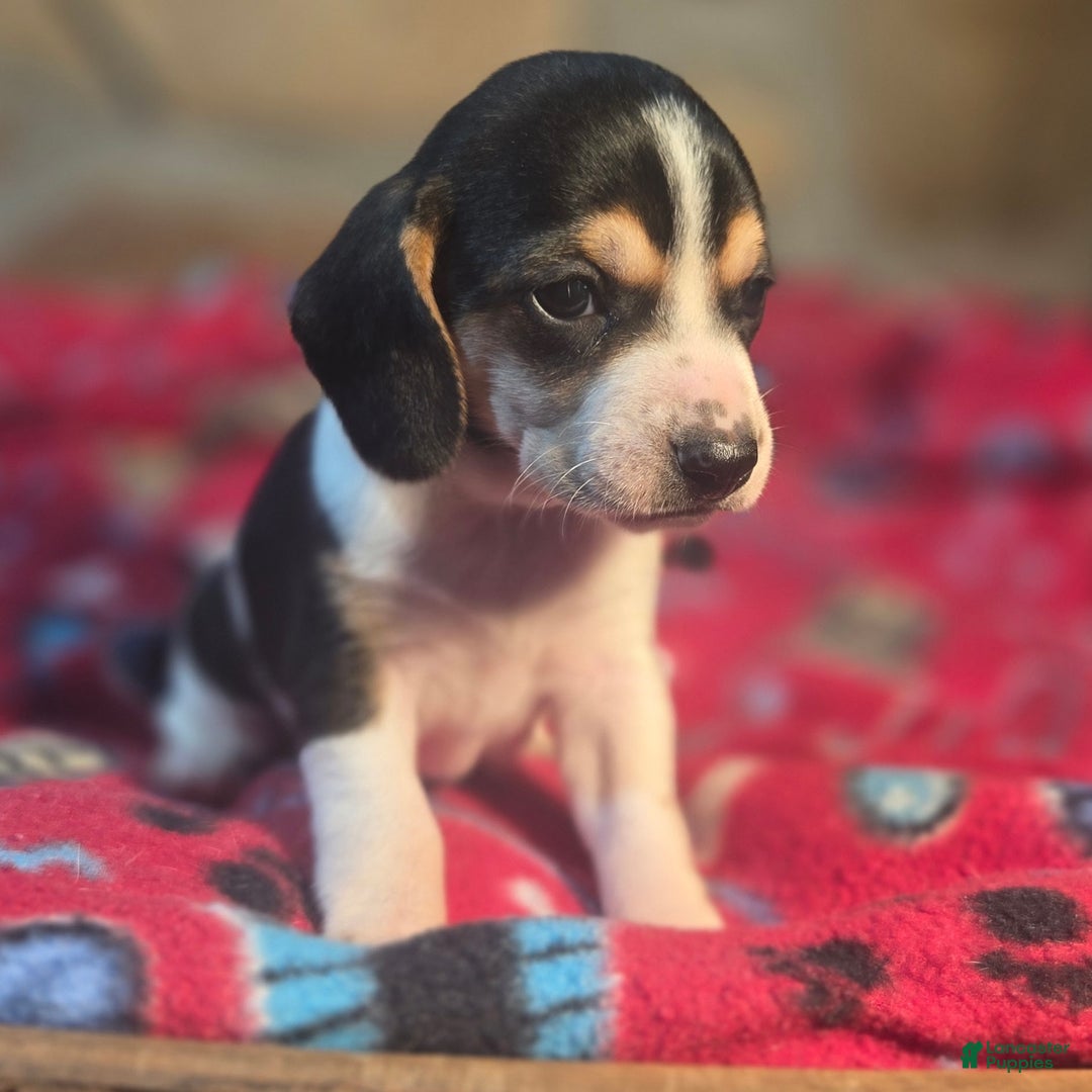 Beagle dogs for sale: Dill Queen Elizabeth Pocket Beagle - Ad 10