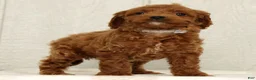 Cavapoo dogs for sale: Benji - Ad 7