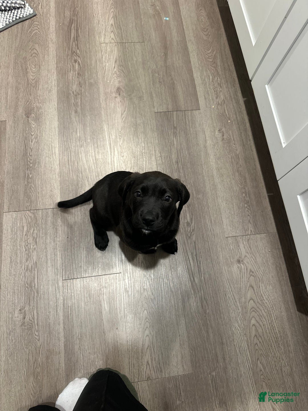 Goldador dogs for sale: Goldador Puppy 1 - Ad 4