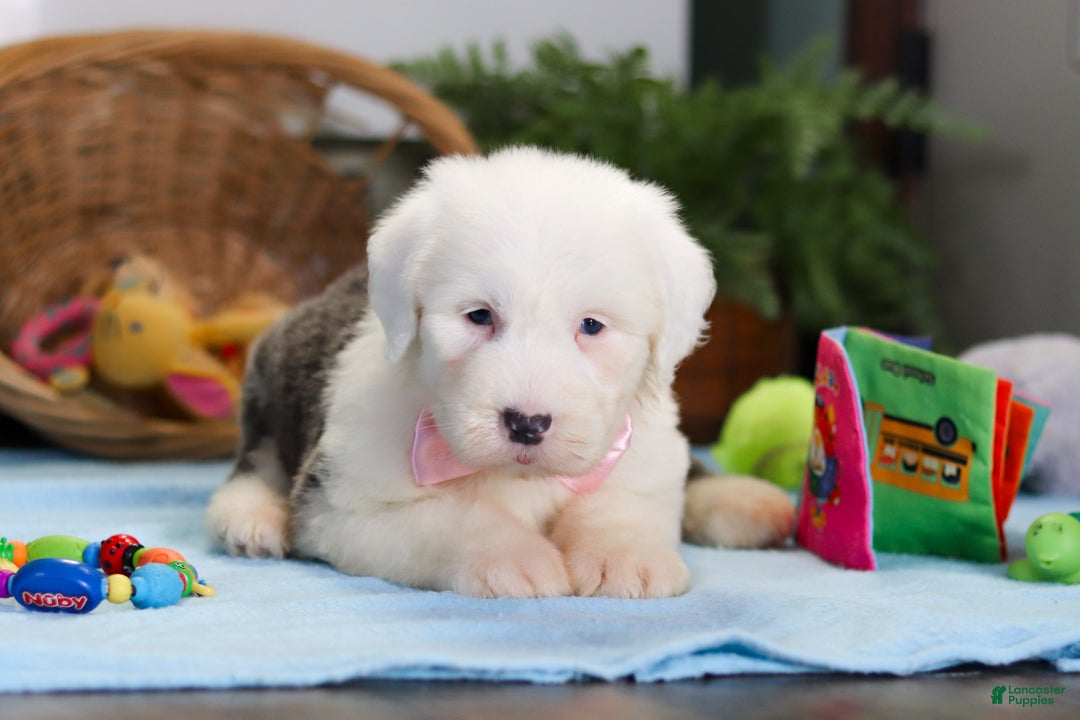 Old English Sheepdog dogs for sale: Poppy - Ad 4
