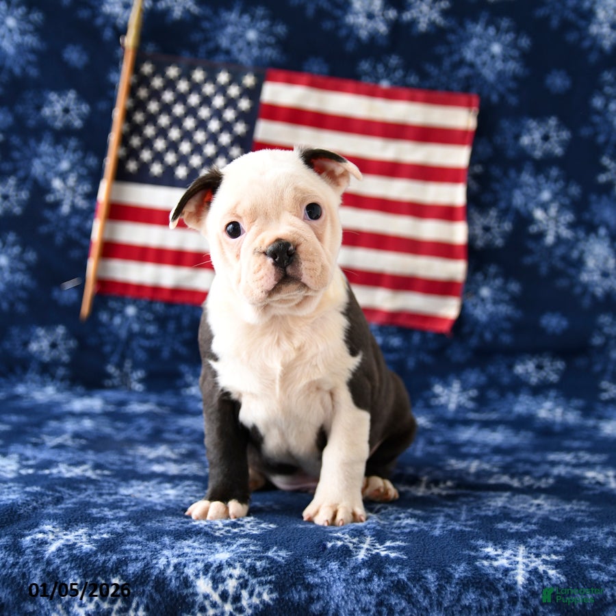 Boston Terrier dogs Rebel - Ad 21