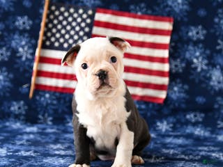 Boston Terrier dogs Rebel - Ad 21