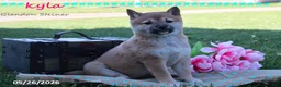 Shiba Inu dogs for sale: Kyla - Ad 6