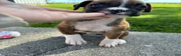 Boxer dogs for sale: Amber - Ad 4
