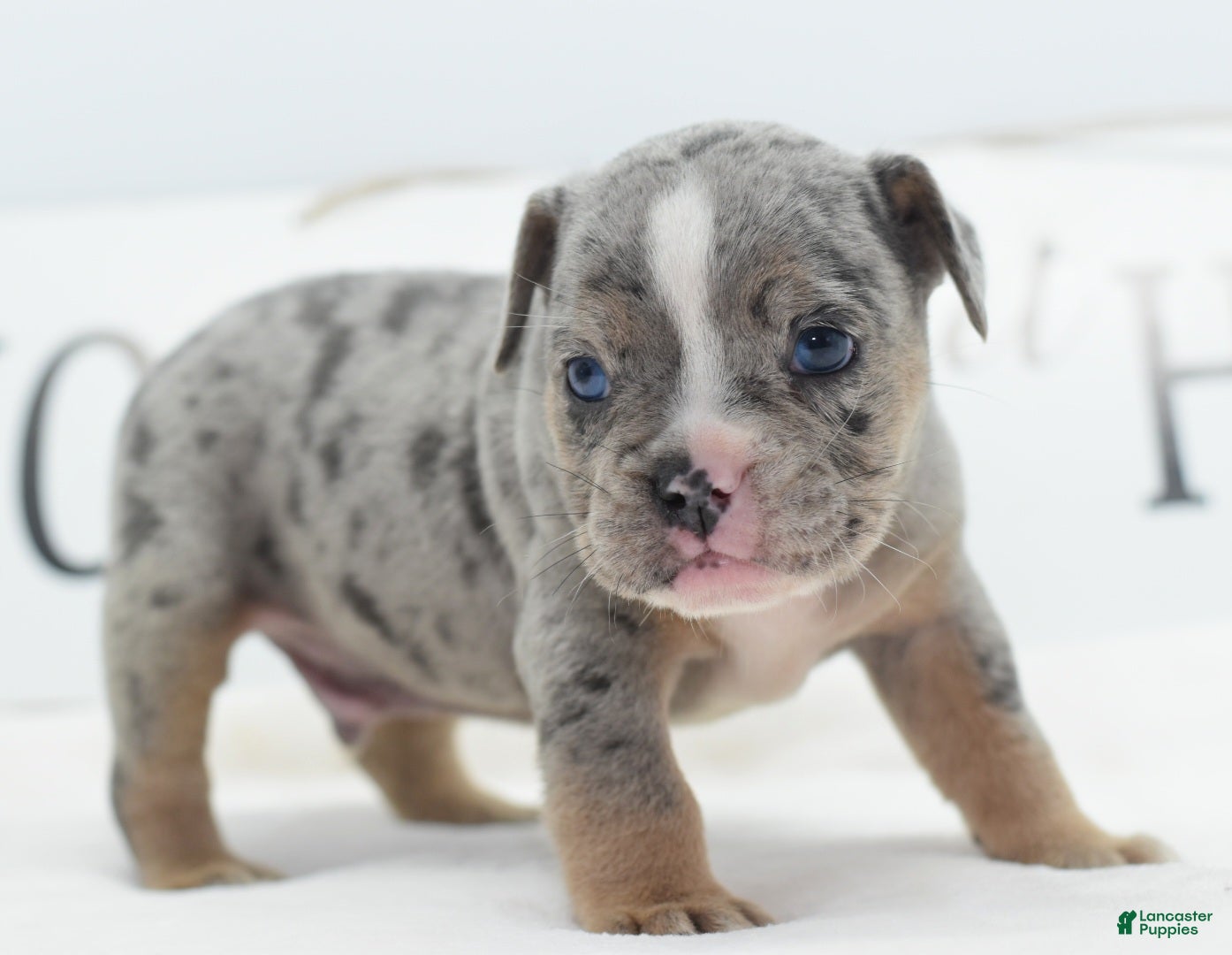 Mixed Breed dogs Lux  - Ad 2