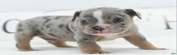 Mixed Breed dogs for sale: Lux  - Ad 2