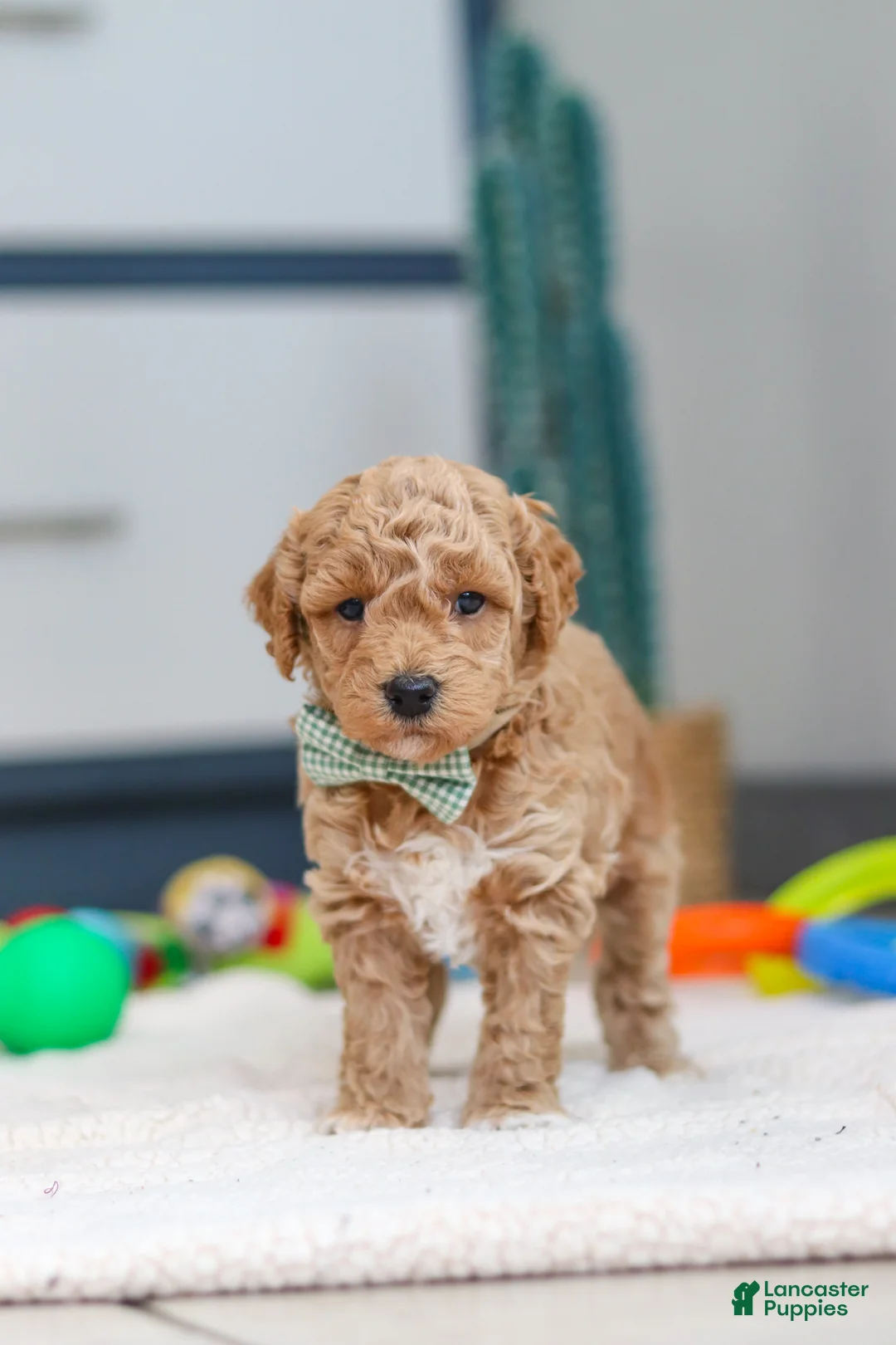 Mini Goldendoodle dogs for sale: Maverick - Ad 5