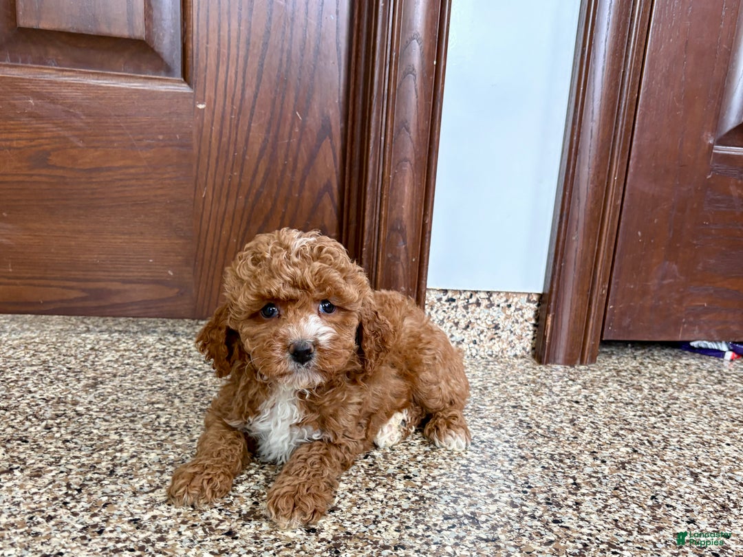 Cavapoo dogs for sale: Cavapoo F1b Female Puppy 5 - Ad 6