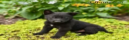 German Shepherd dogs for sale: Champion - Ad 1