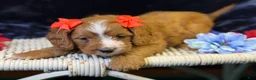 Cavapoo dogs for sale: Haven - Ad 4