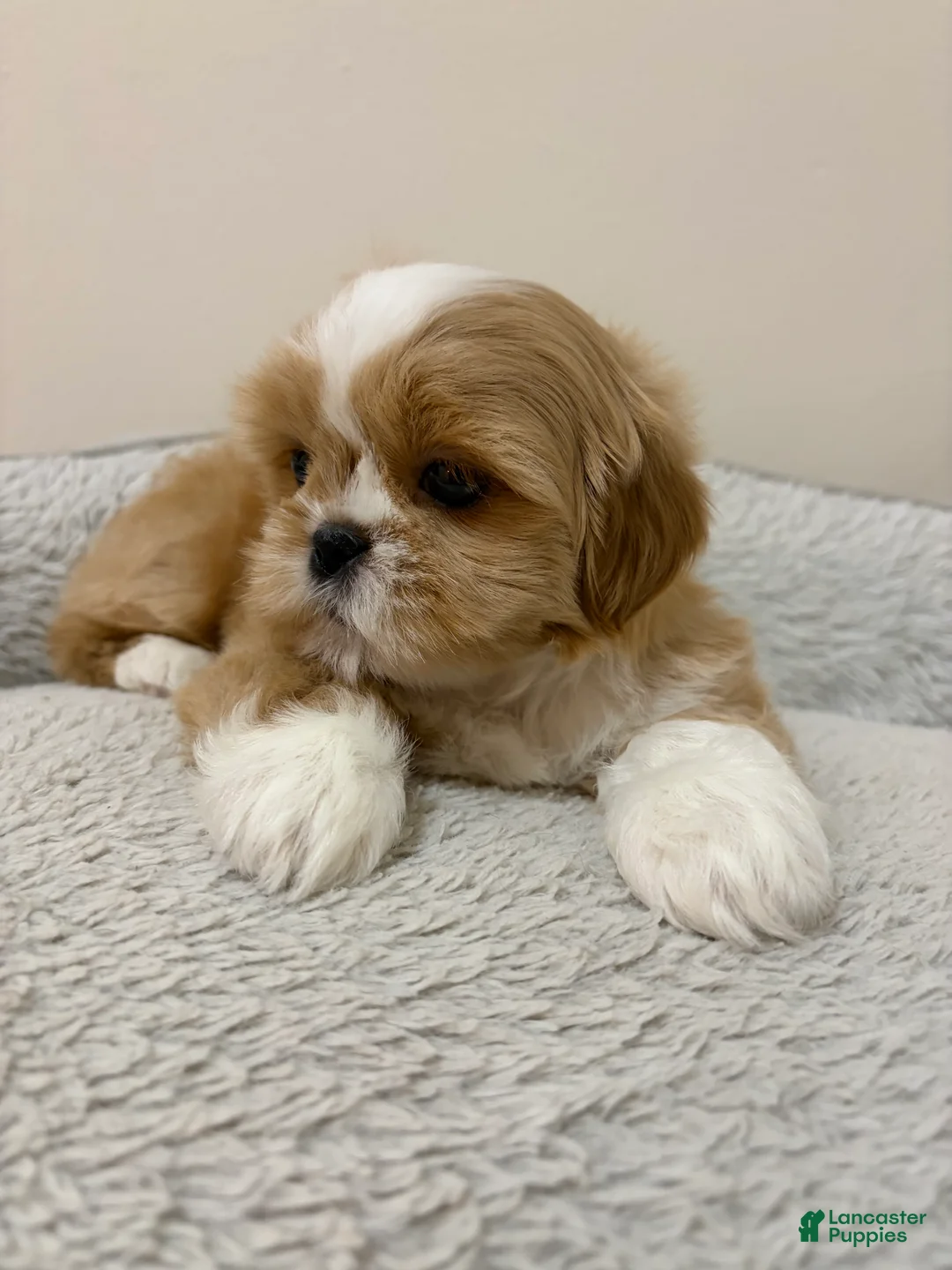Shih Tzu dogs for sale: Mia - Ad 1