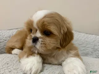 Shih Tzu dogs Mia - Ad 27