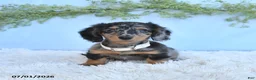 Miniature Dachshund dogs for sale: Rachel - Ad 5