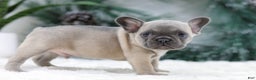 French Bulldog dogs for sale: Halden - Ad 4
