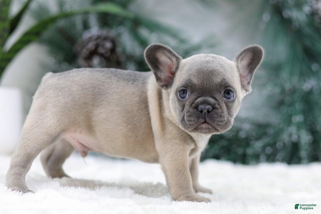 French Bulldog dogs for sale: Halden - Ad 4