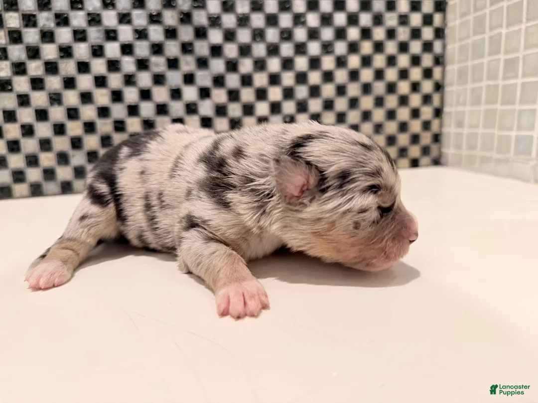 Australian Shepherd dogs for sale: Chanel - Ad 6