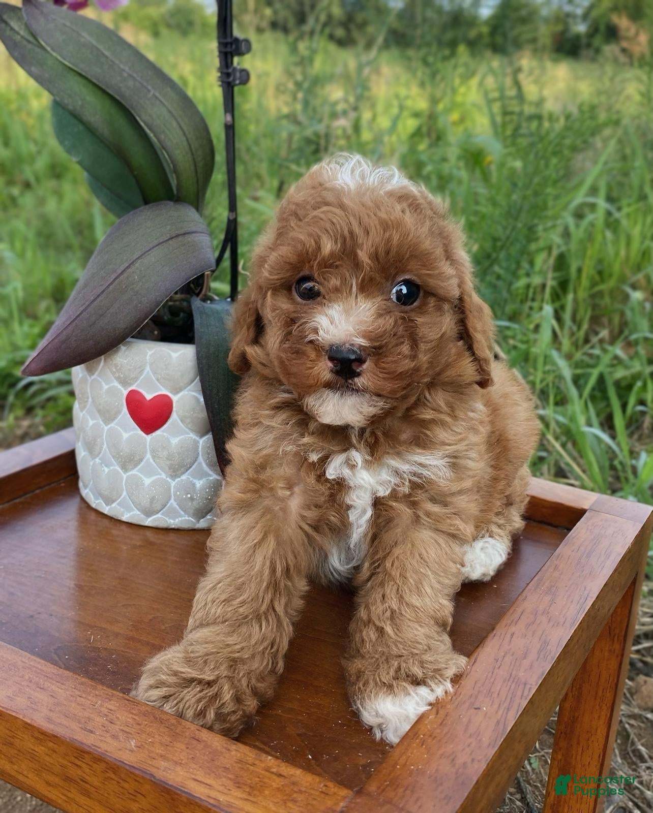 Miniature Poodle dogs Olivia  - Ad 1