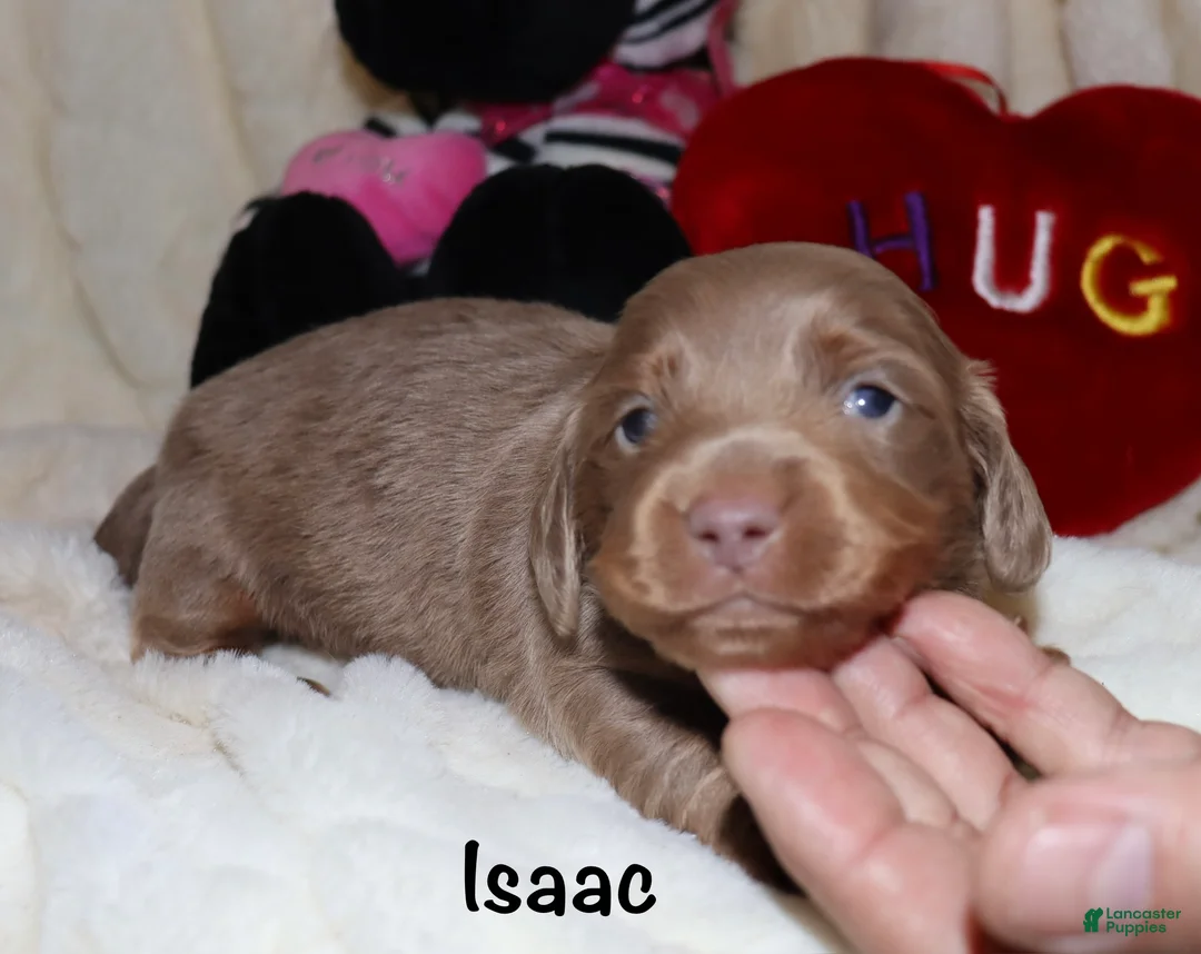 Miniature Dachshund dogs for sale: Isaac - Ad 6