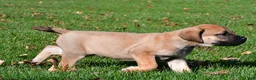 English Mastiff dogs for sale: Axe - Ad 4