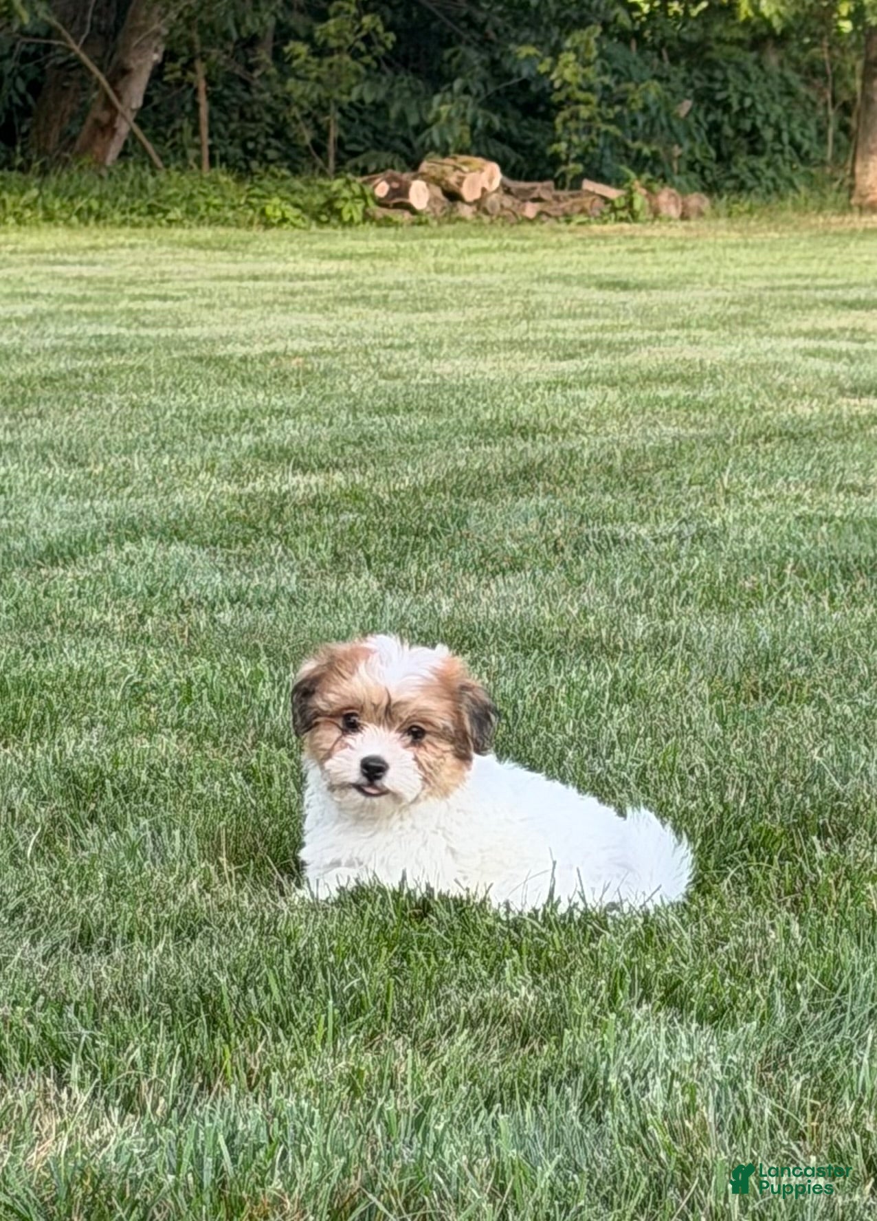 Teddy Bear dogs Jax - Ad 1
