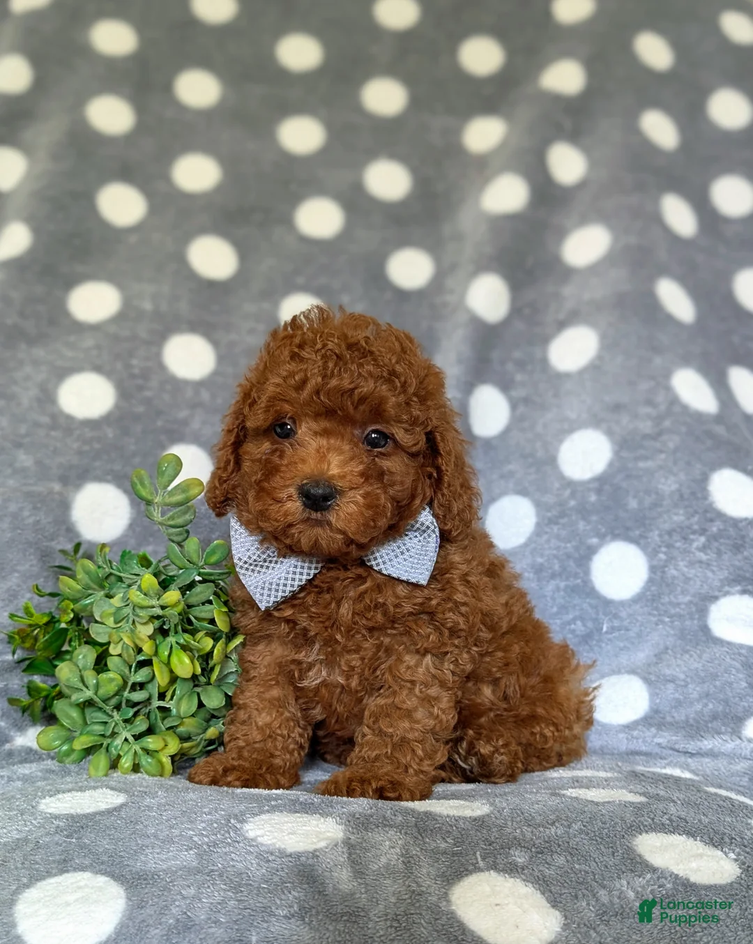 Miniature Poodle dogs for sale: Stefon - Ad 1