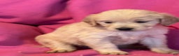 Golden Retriever dogs for sale: Burgundy female- Penny  - Ad 5