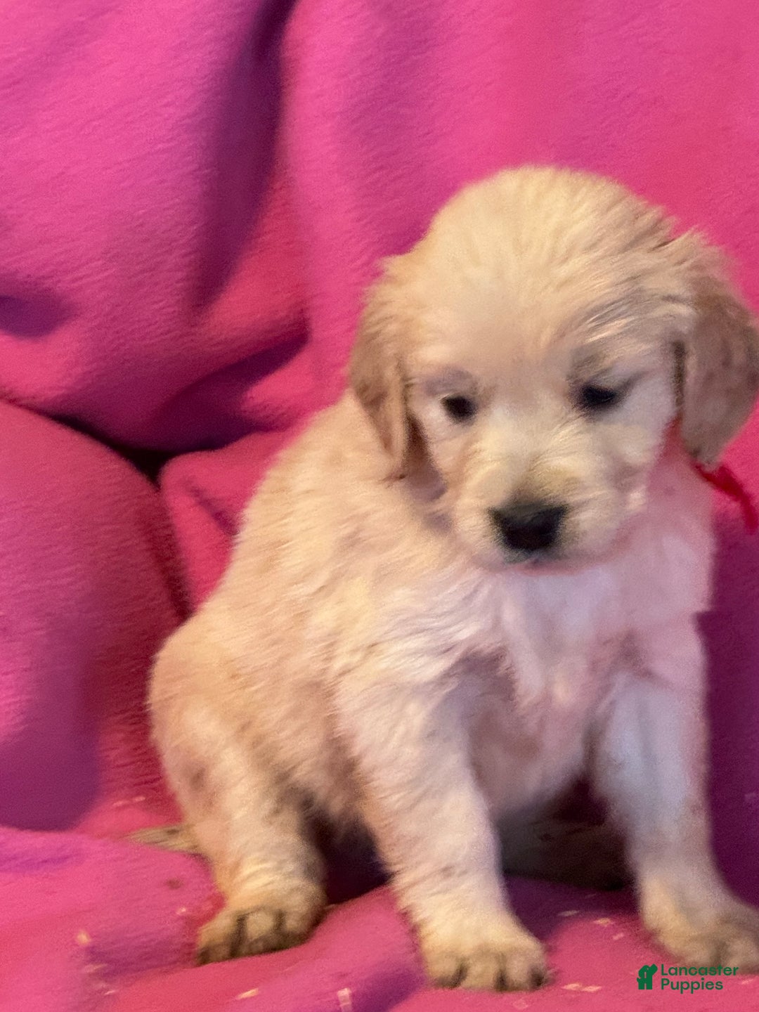 Golden Retriever dogs for sale: Burgundy female- Penny  - Ad 5