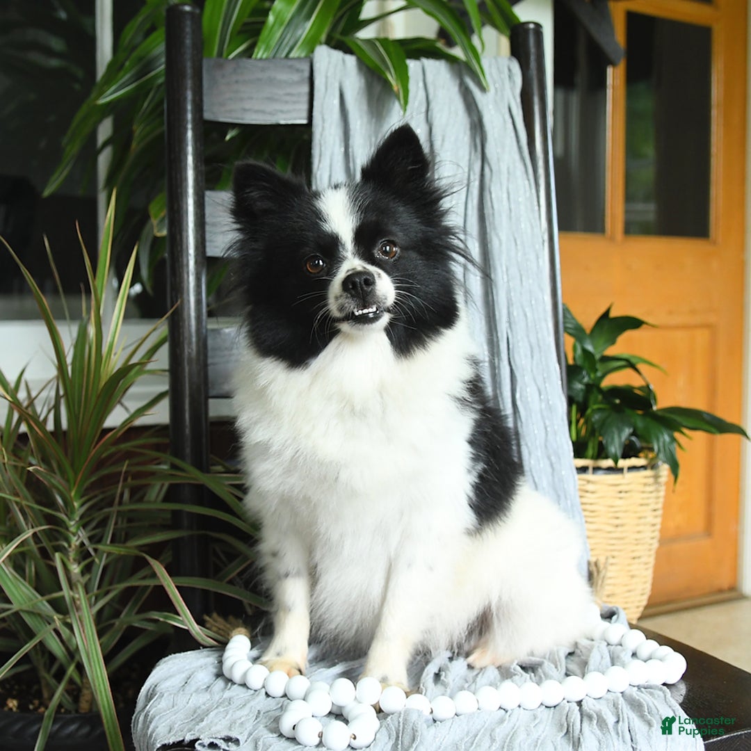 Pomeranian dogs for sale: Maggie - Ad 6