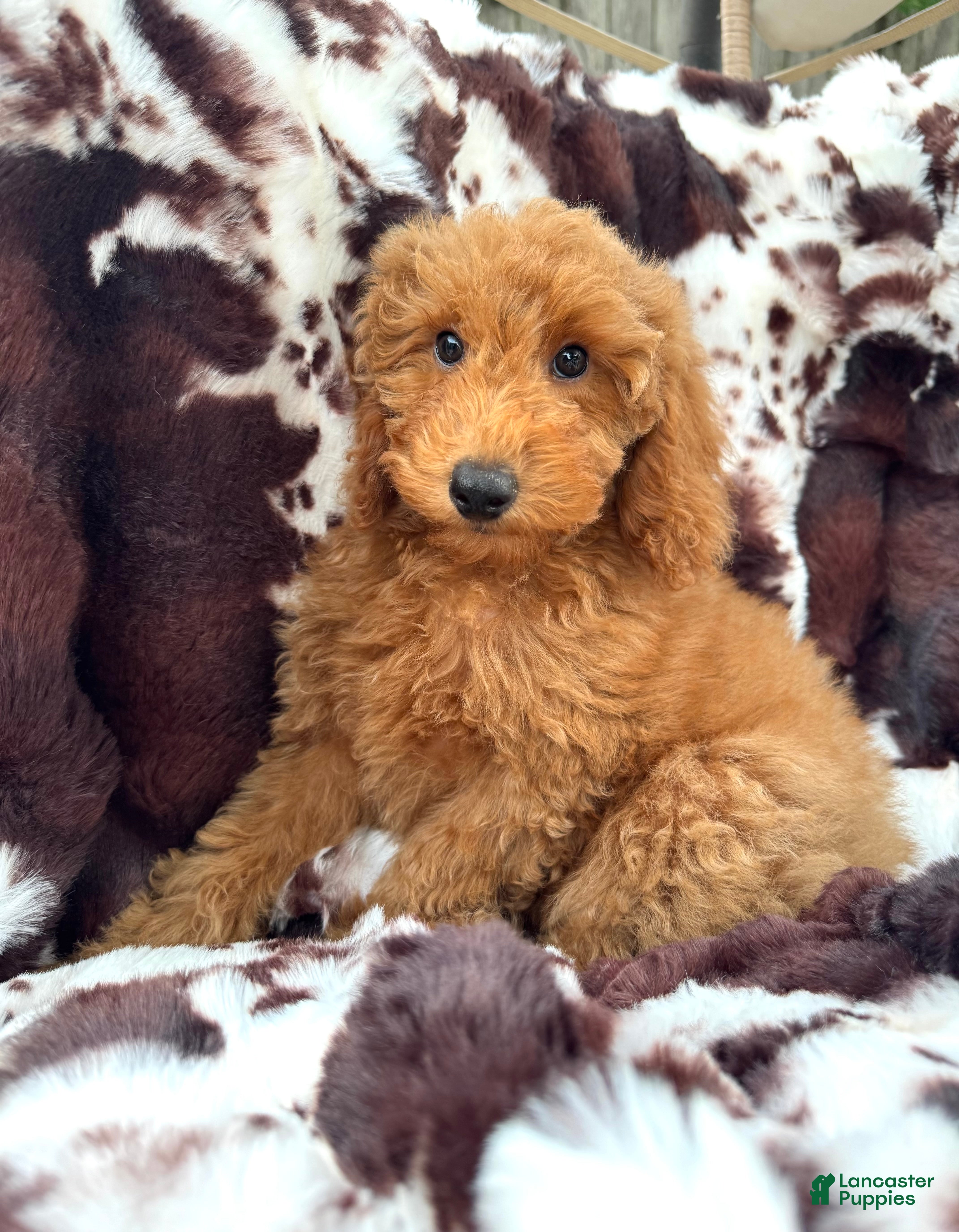 Mini Goldendoodle dogs Becca - Ad 4
