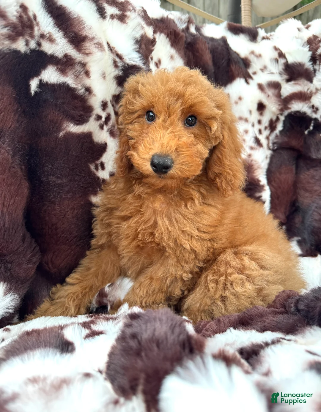 Mini Goldendoodle dogs for sale: Becca - Ad 1
