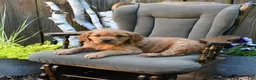Miniature Golden Retriever dogs for sale: Declan - Ad 3