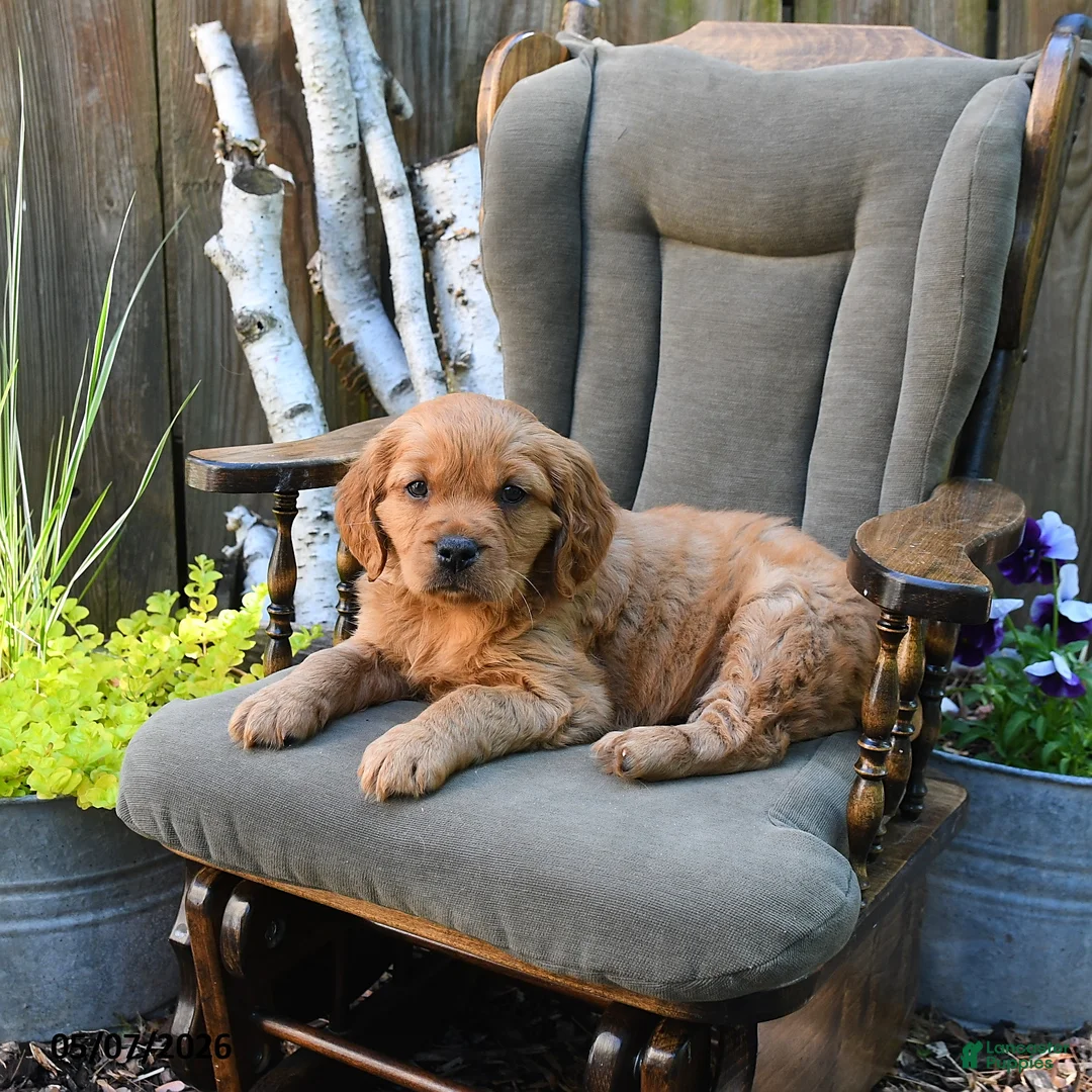 Miniature Golden Retriever dogs for sale: Declan - Ad 3