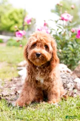 Harper