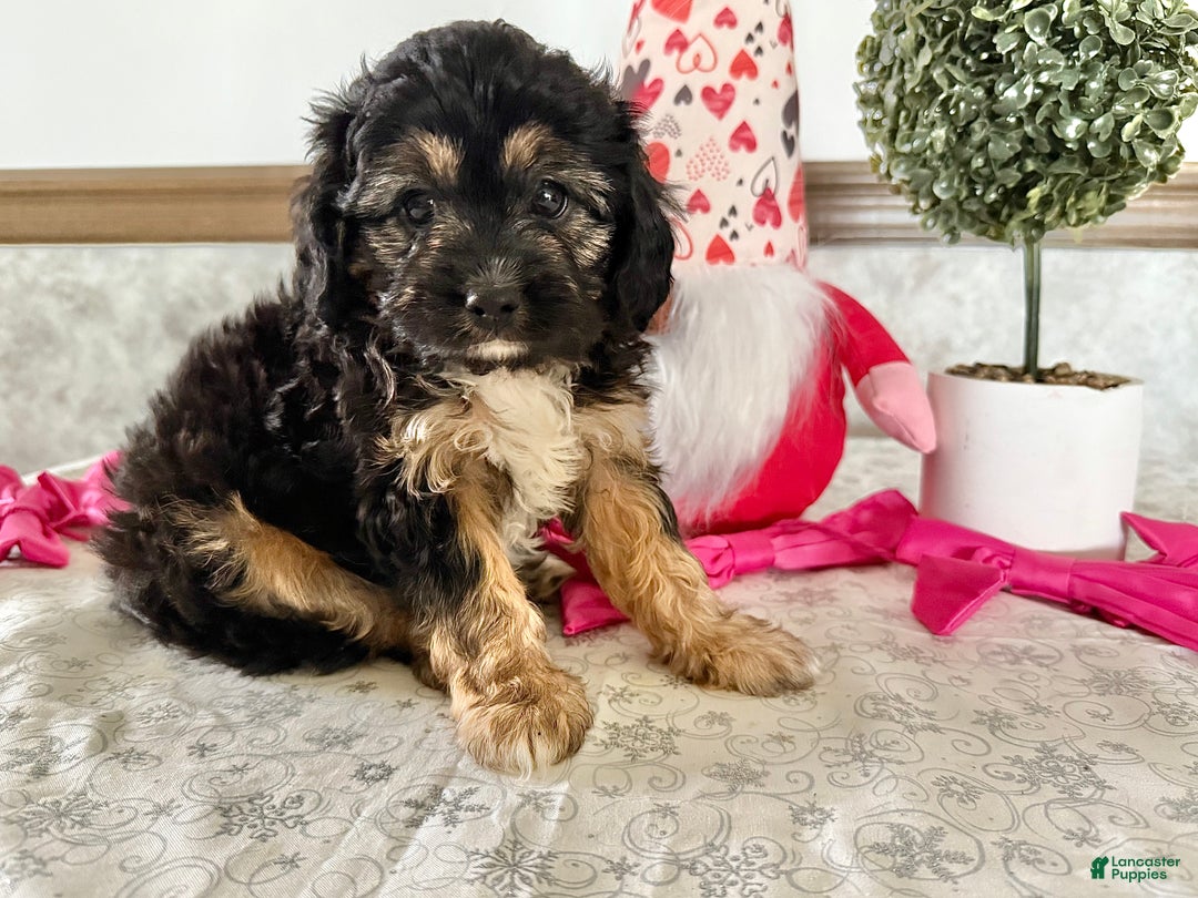 Cavapoo dogs for sale: Curley - Ad 4