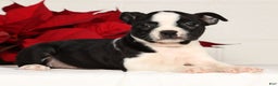 Boston Terrier dogs for sale: Kathy - Ad 1