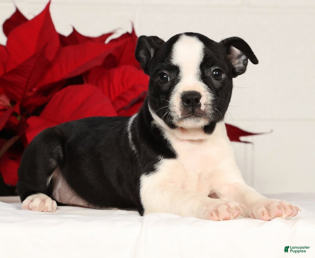Boston Terrier dogs for sale: Kathy - Ad 1
