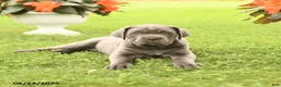 Cane Corso dogs for sale: Daffodil - Ad 3