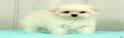 Maltese dogs for sale: Leo - Ad 8