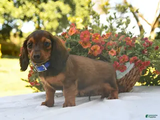 Dachshund dogs for sale: Dakota - Ad 2
