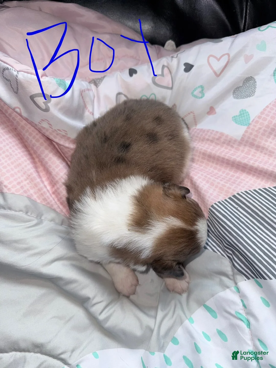 Mixed Breed dogs for sale: Mixed Breed 2 - Ad 2