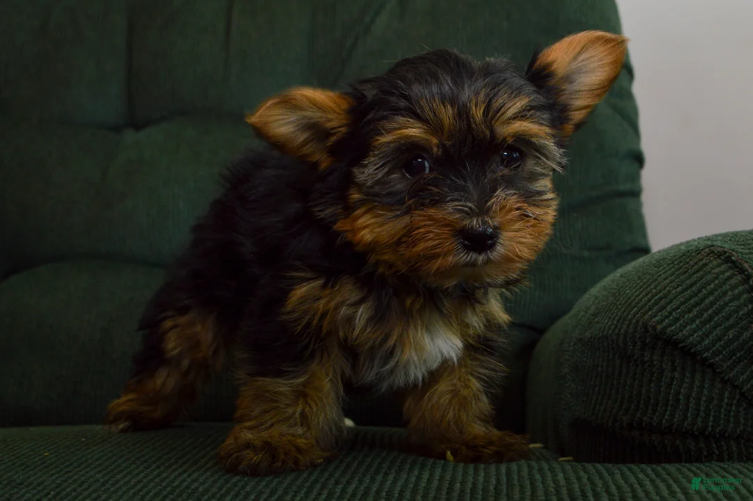Yorkshire Terrier dogs for sale: Farrah - Ad 2