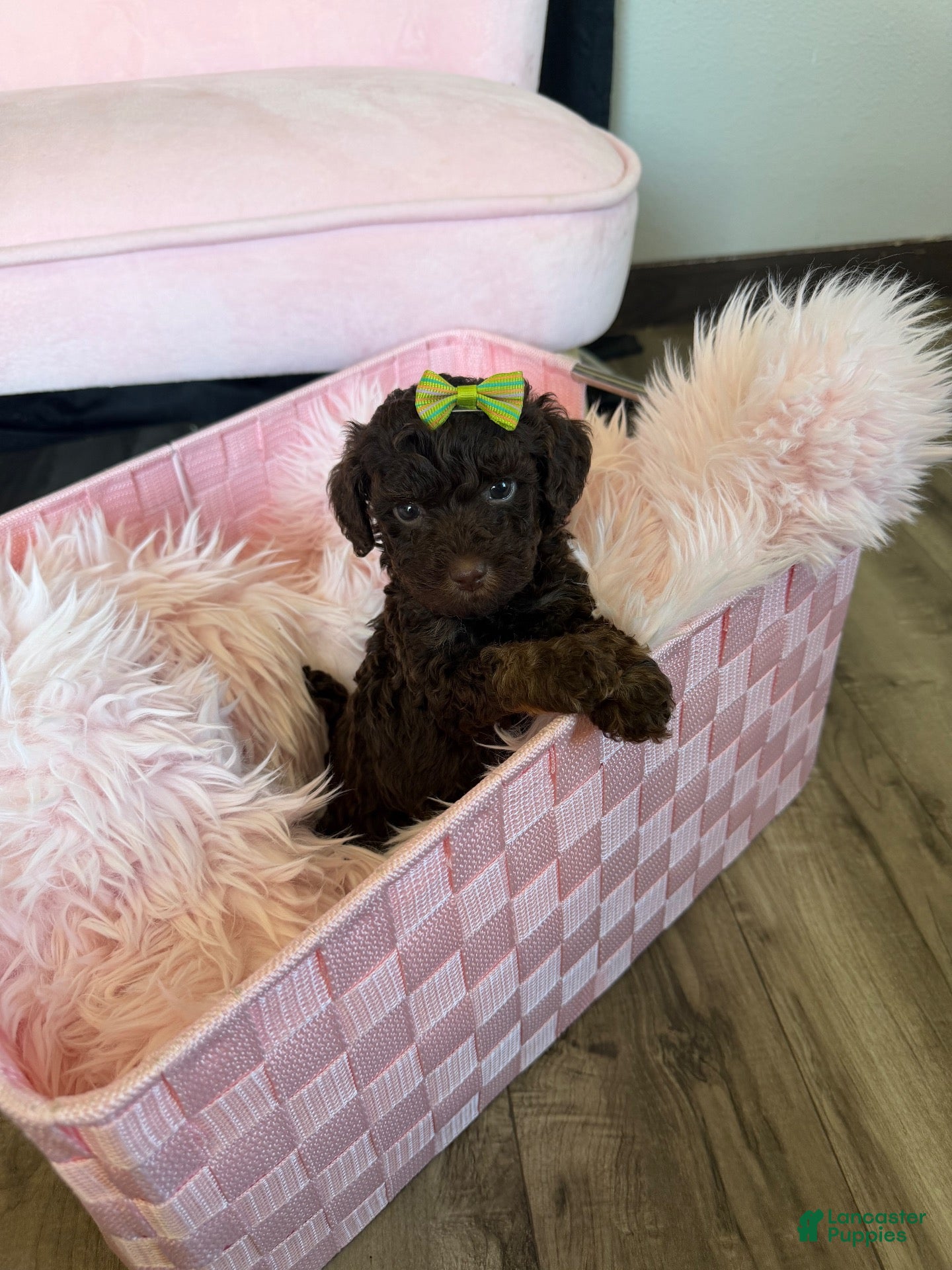 Miniature Poodle dogs Akc Clear 🧬 tested Chocolate Phantom 🩷 - Ad 7
