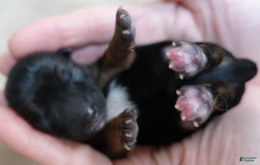 Yorkshire Terrier dogs for sale: Bali - Ad 10