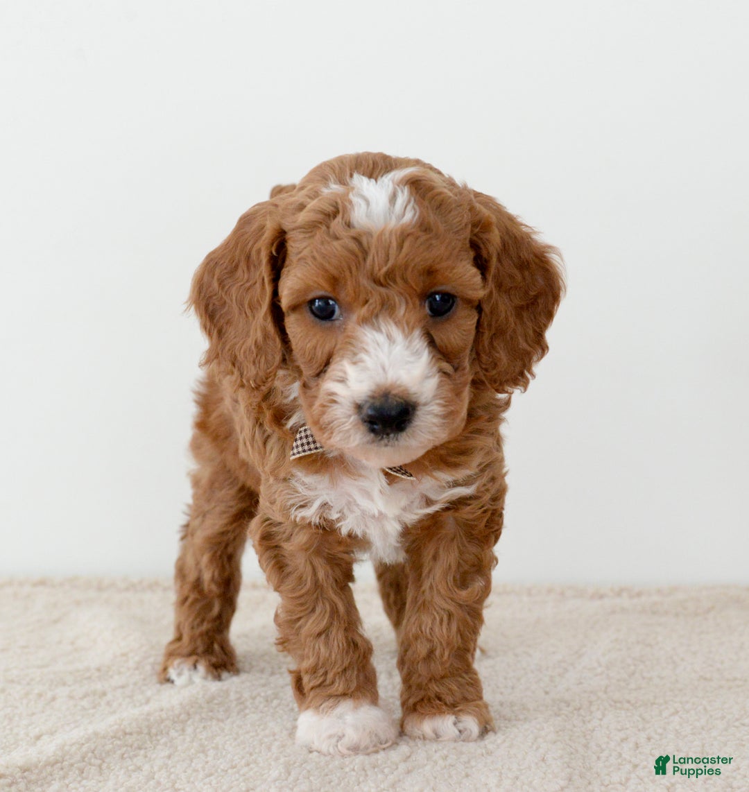 Mini Goldendoodle dogs for sale: Crumbles-petite  - Ad 2