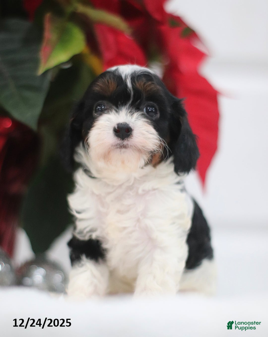 Cavapoo dogs for sale: Patsy - Ad 2