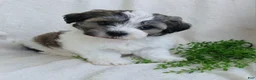 Teddy Bear dogs for sale: Dylan - Ad 7